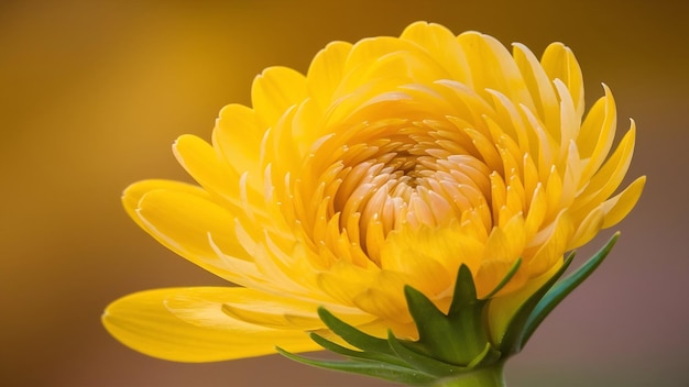 Fiore giallo in crescita