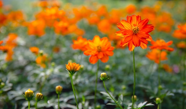 Fiore giallo in giardino per lo sfondo