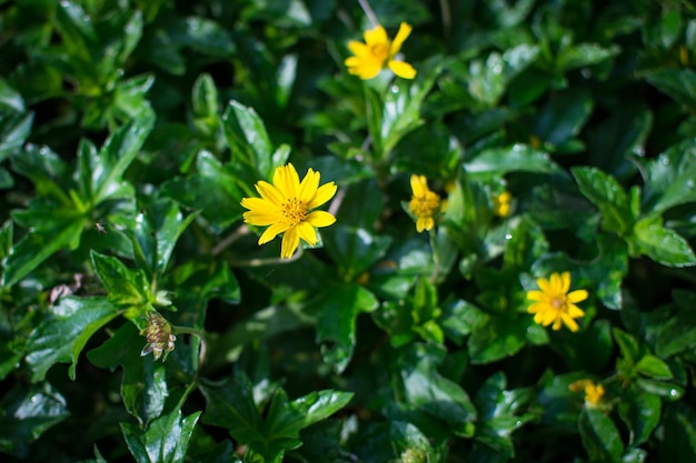 fiore giallo in giardino