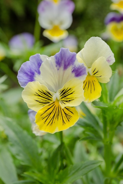 fiore giallo in giardino