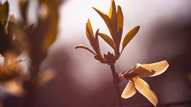 Fiore giallo in primavera, immagine scattata con obiettivo macro