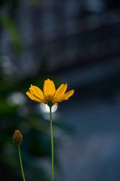 Fiore giallo in primavera