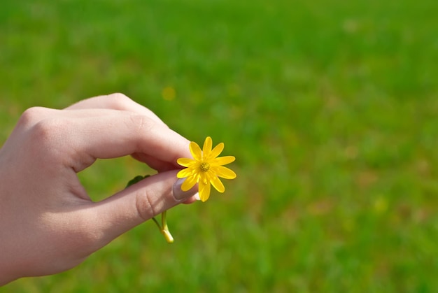 Fiore giallo in una mano su sfondo di erba