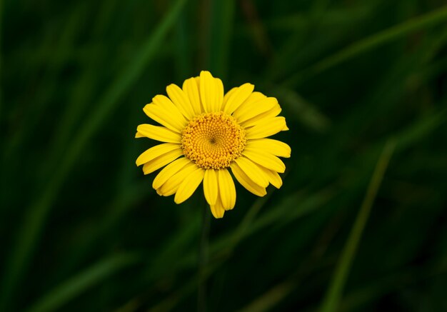 fiore giallo isolato fiore giallo nell'erba