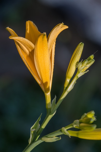 Fiore giallo lilium