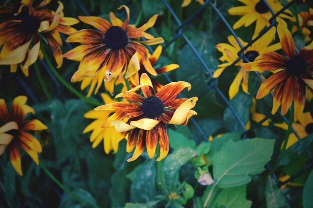 fiore giallo nascosto dietro la recinzione