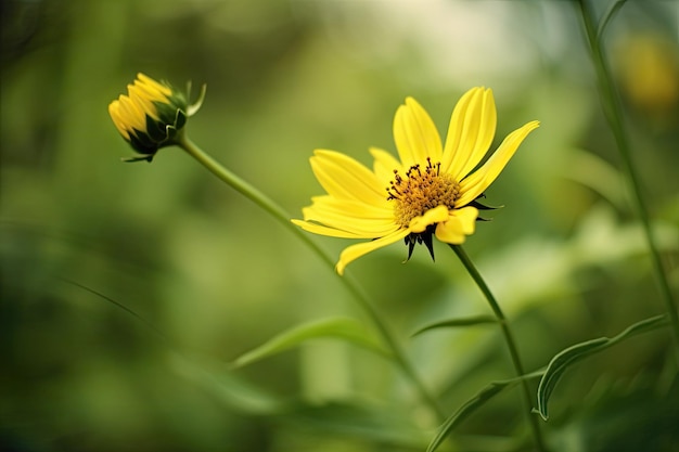 Fiore giallo nel campo