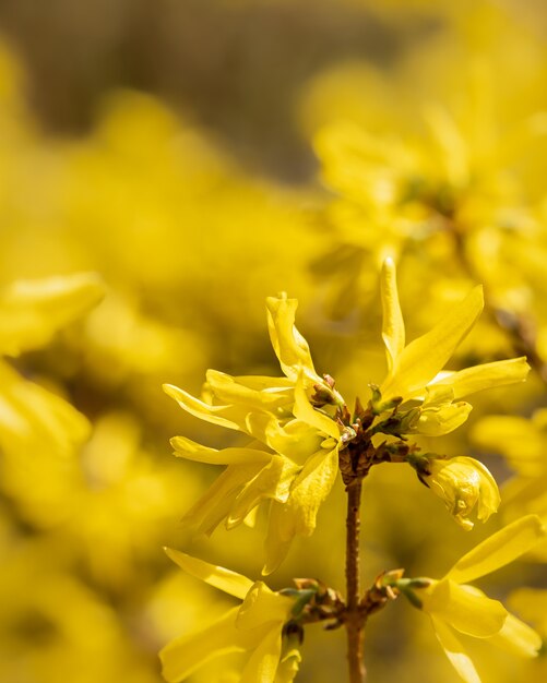 fiore giallo nella foresta sfocata