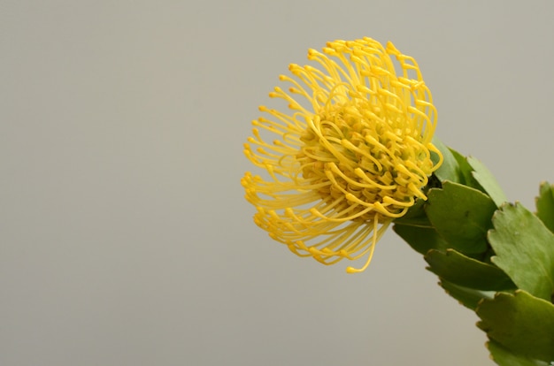 Fiore giallo per lo sfondo