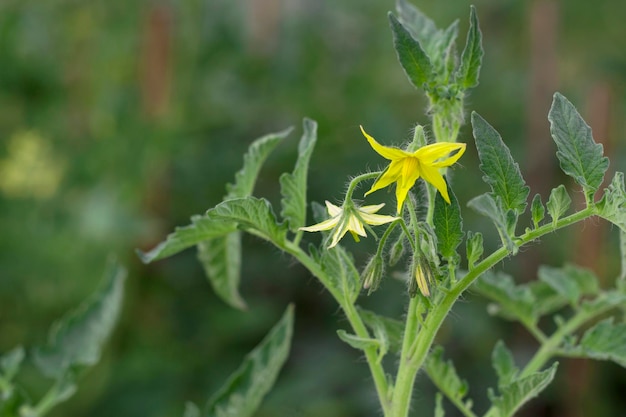 fiore giallo pomodoro in giardino con primo piano