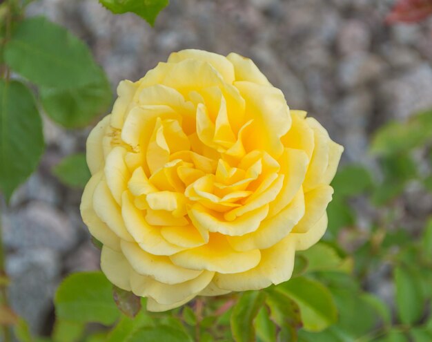 Fiore giallo rosa sul gambo