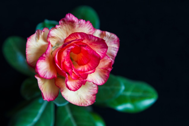 Fiore giallo rosso rosa o adenium sul nero