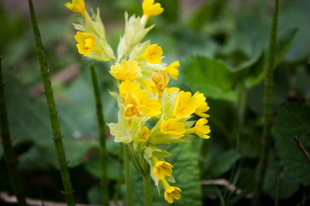 Fiore giallo selvaggio su sfondo di erba