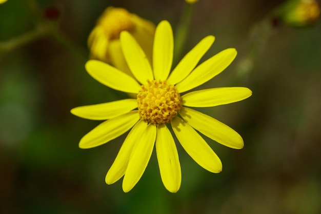 Fiore giallo selvaggio sul primo piano del campo