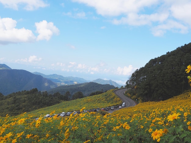 Fiore giallo selvaggio Tree Marigold o campo di girasole messicano durante la stagione di fioritura sulla montagna sullo sfondo del cielo blu a Doi Mae U Kho Thailandia