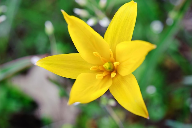 Fiore giallo selvatico. Croco su uno sfondo di erba verde. Primavera.