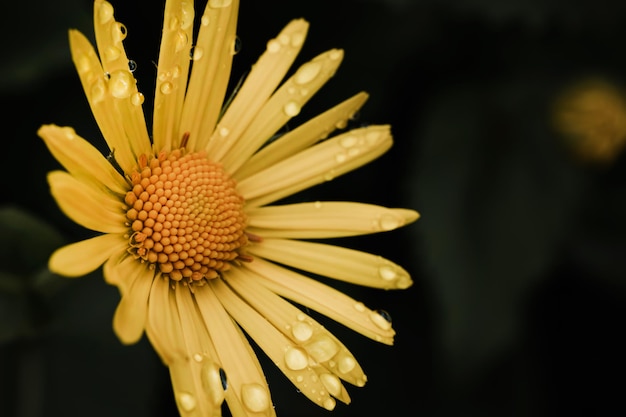 Fiore giallo su sfondo verde scuro