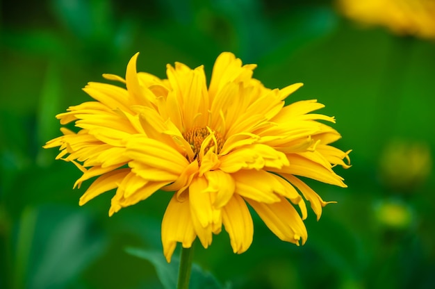 fiore giallo su sfondo verde