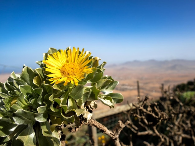 Fiore giallo su uno sfondo di montagne e cielo blu. Messa a fuoco selettiva.