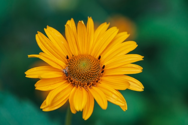 Fiore giallo succoso variopinto con il centro arancio e petali puri piacevoli vividi.