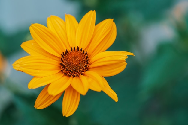 Fiore giallo succoso variopinto con il centro arancio e petali puri piacevoli vividi.