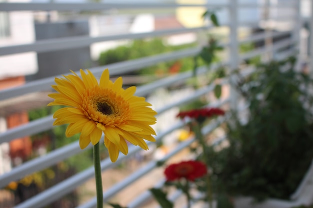 Fiore giallo sul balcone