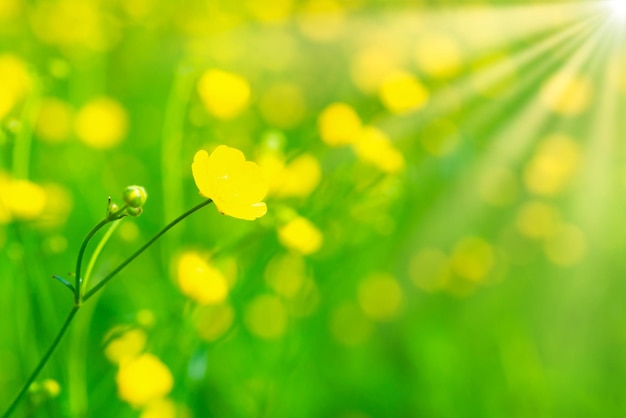 Fiore giallo sul campo verde