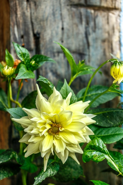 Fiore giallo sul giardino