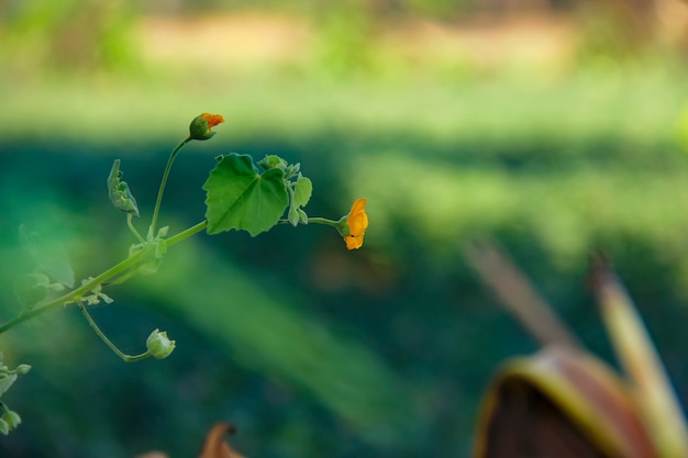 Fiore giallo sul ramo di un albero