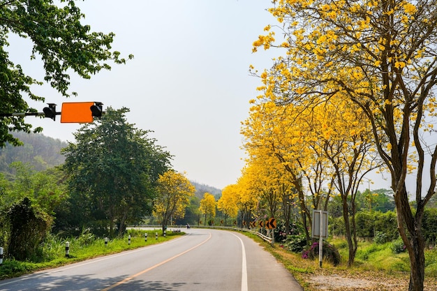 Fiore giallo Tabebuia aurea lungo la strada in estate