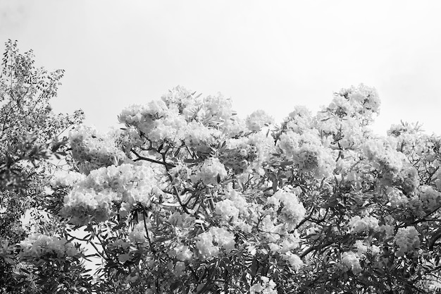 Fiore giallo tabebuia Tabebuia aurea in fiore Cima dell'albero con fiori gialli Pianta da fiore