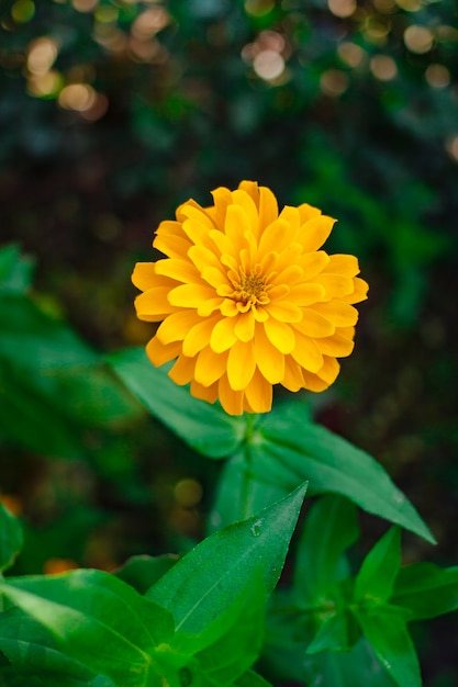 Fiore giallo zinnia.