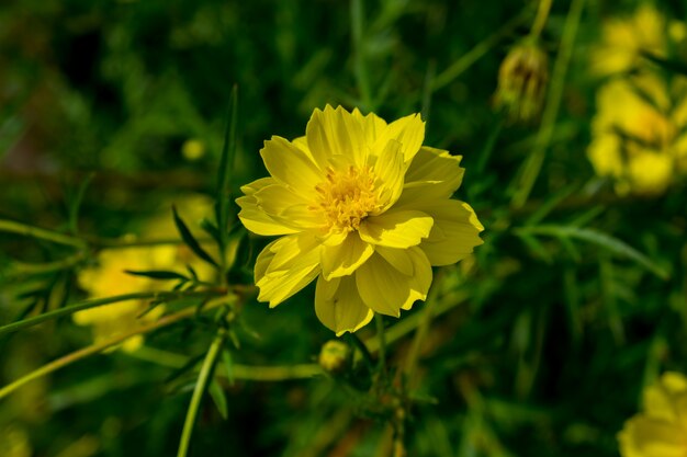 fiore giallo