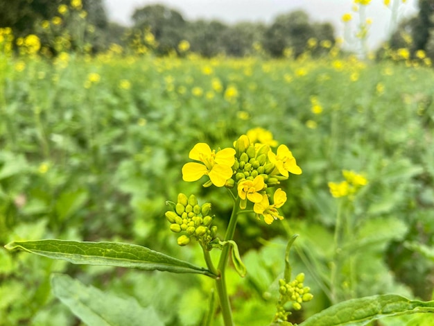 Fiore giallo