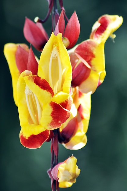 Fiore, giardino, natura,