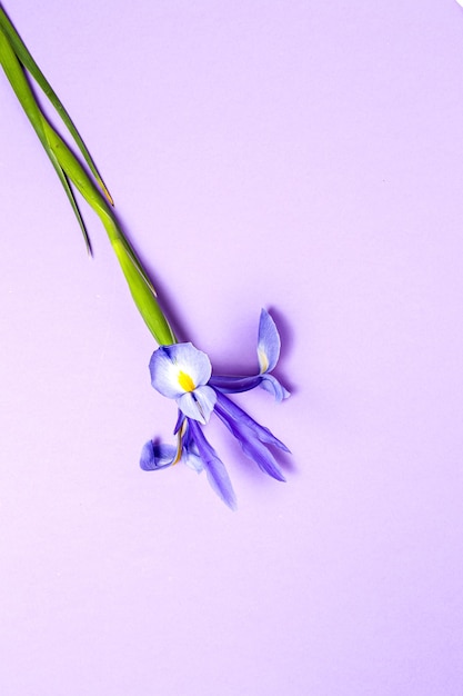 Fiore Gigli blu dall'alto. Iris germanica.