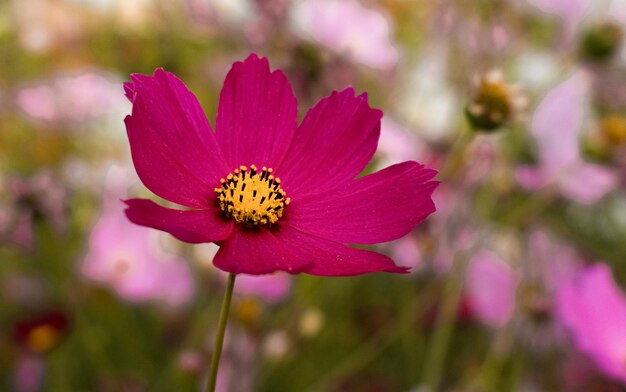 Fiore grazioso del cosmo sullo sfondo del cosmo gardenbokeh