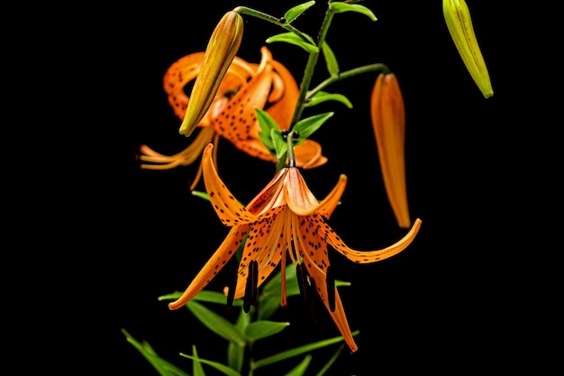 Fiore in fiore di giglio arancione isolato su sfondo nero