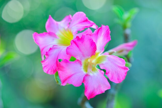 Fiore in giardino