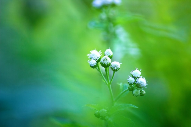 fiore in piena fioritura nel giardino in una luminosa giornata di sole