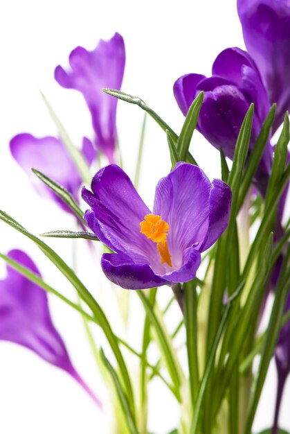 Fiore in primavera Crochi viola isolati su sfondo bianco