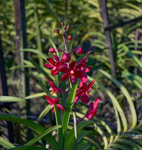 Fiore in Thailandia Orchidea in Thailandia