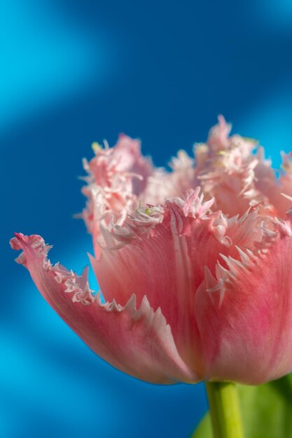 Fiore isolato di tulipano rosso e bianco su una fotografia macro di sfondo blu brillante