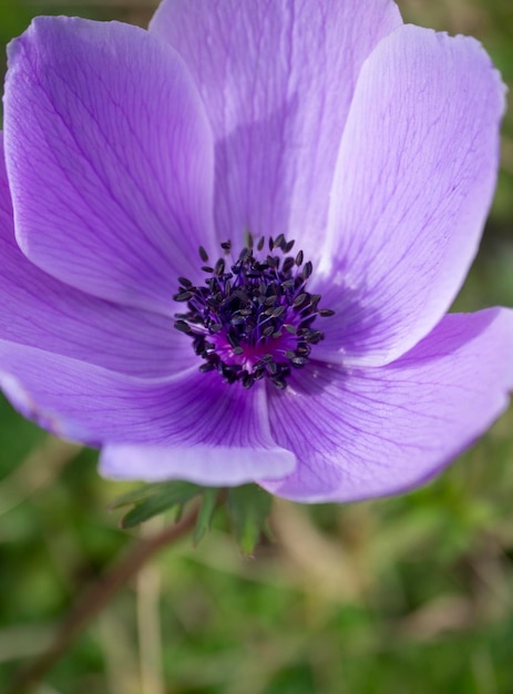 Fiore lilla Anemone coronaria in una giornata di sole in Grecia