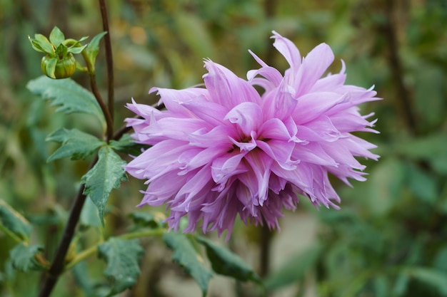 Fiore lilla delicato della dalia sul cespuglio, primo piano