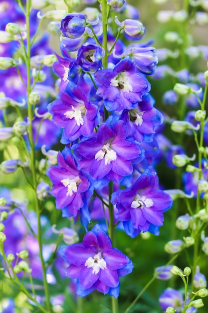 Fiore lilla delphinium da vicino in giardino su sfondo verde