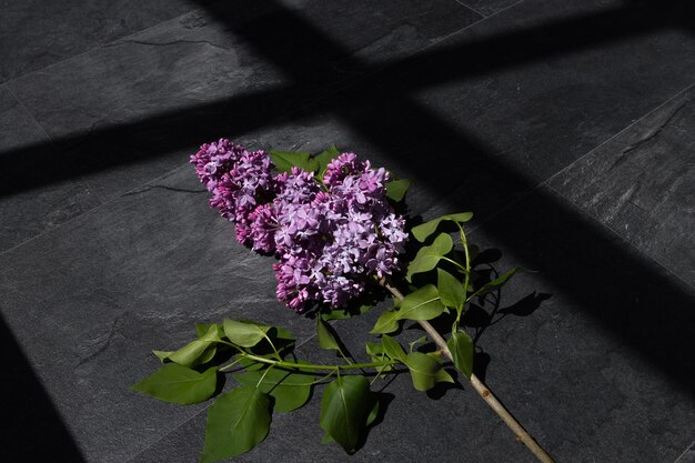 Fiore lilla di primavera su sfondo scuro