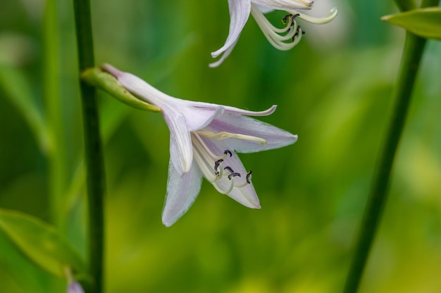 Fiore lilla Hosta fiore su una fotografia macro di sfondo verde