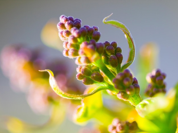 Fiore lilla natura e sostenibilità primo piano in un giardino durante la primavera per la crescita delle piante Ambiente della giornata della terra ed eco-compatibile con fiori piante o foglie che crescono all'aperto in un giardino verde