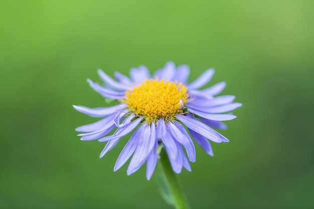 Fiore lilla su un verde sfocato. Fotografia orizzontale